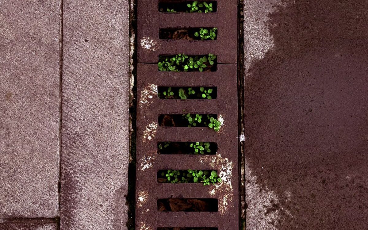 Blocked stormwater drain grate clogged with leaves and debris